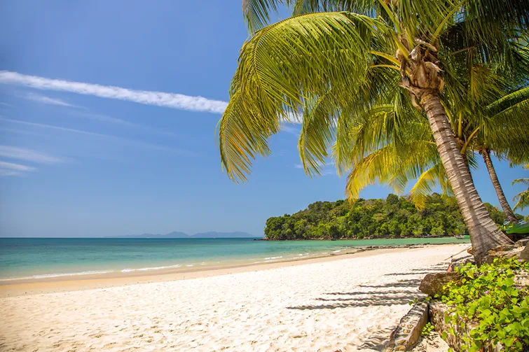 Traumhafter Urlaubsstrand mit einer Palme