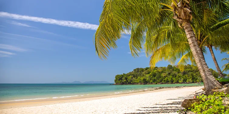 Traumhafter Urlaubsstrand mit einer Palme Traumhafter Urlaubsstrand mit einer Palme