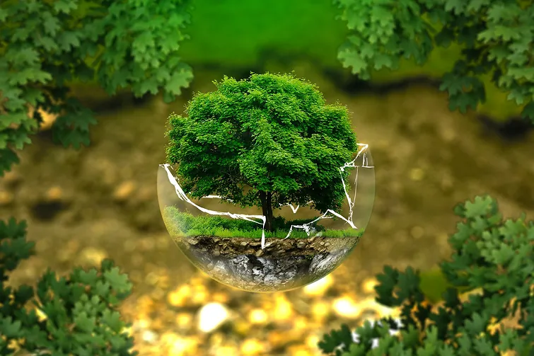 Glaskugel vor grünem Baum - wie kann Nachhaltigkeit im Unternehmen umgesetzt werden Glaskugel vor grünem Baum - wie kann Nachhaltigkeit im Unternehmen umgesetzt werden