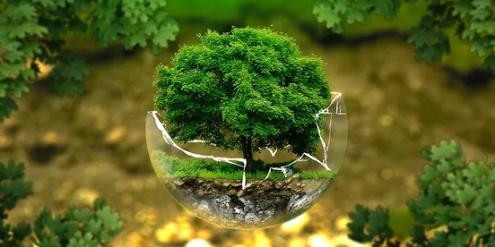 Glaskugel vor grünem Baum - wie kann Nachhaltigkeit im Unternehmen umgesetzt werden